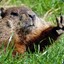 Blind Marmot