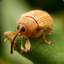 peevedWeevil