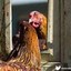 ChickenMirror