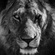 Scar face ︻芫=一一 ✵