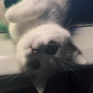 你以为我在玩游戏？