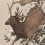 Stag