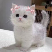cat femboy