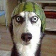 娱乐队友欢乐对手