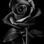 The Black Rose