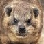 LoneHyrax