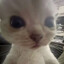 Avatar of player DIffOG