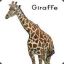 Awkward Giraffe