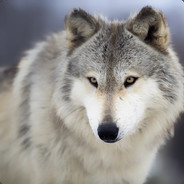 wolfed88 avatar