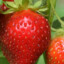 Strawberry Company