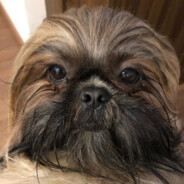 Sr. Shih Tzu