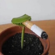 a smoking plant