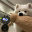p2pdogs