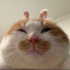 meemsies