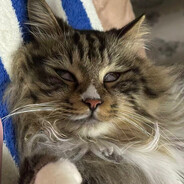 吉娃娃狂热男粉丝