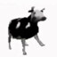 Coolcow