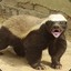 HONEY BADGER DONT GIVE A FUCK