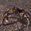 Mudcrab Bula