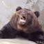 Silly bear