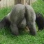 unsuspicious gorilla