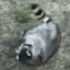 rolllingraccoon