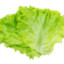 Lettuce