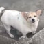 Cachorro Rebaixado | +0 ☛☚