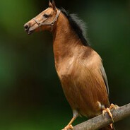 конь в бешбармаке