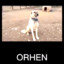 Orhen