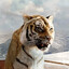 richard parker