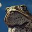 Toad