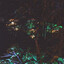 lb.phosphor