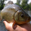 Prussian Carp