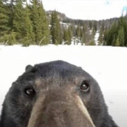 *FEARED* The Bear