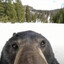 *FEARED* The Bear
