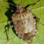 Stink Bug