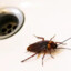 Megaloblatta Longipennis