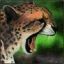 Gepard