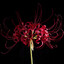 Higanbana 花