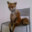foxxxy