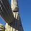 Saguaro Cactus