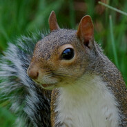 rͩoͤsͣiͭgͪnoles