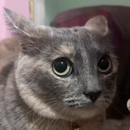 kompocik