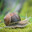 Garry snail