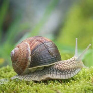 Garry snail