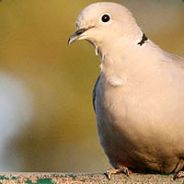 PaOs