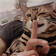 菜逼的反义词是肉棒