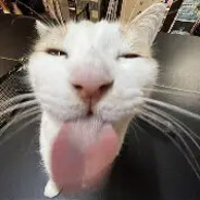 po_krakowsku.skins.army