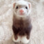 France Ferret