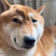 哈基米哦南北绿豆